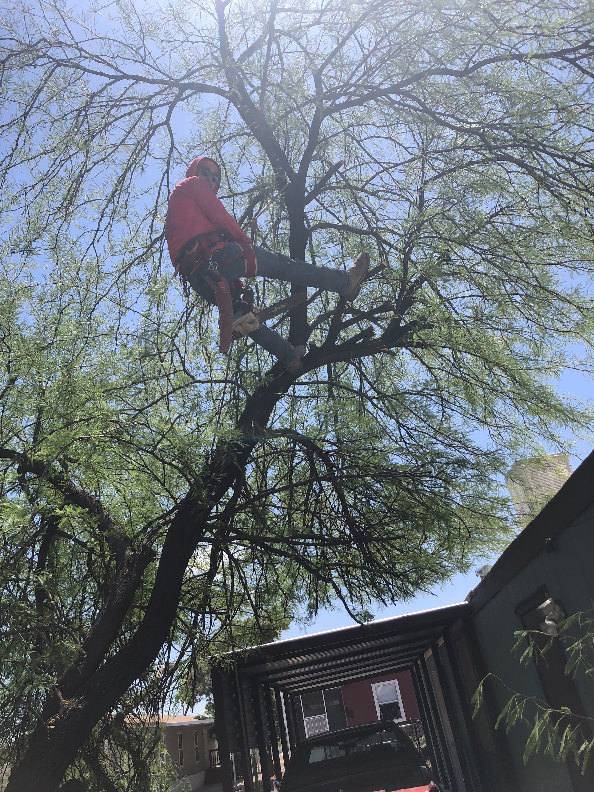 Aispuro's tree trimming crew on site